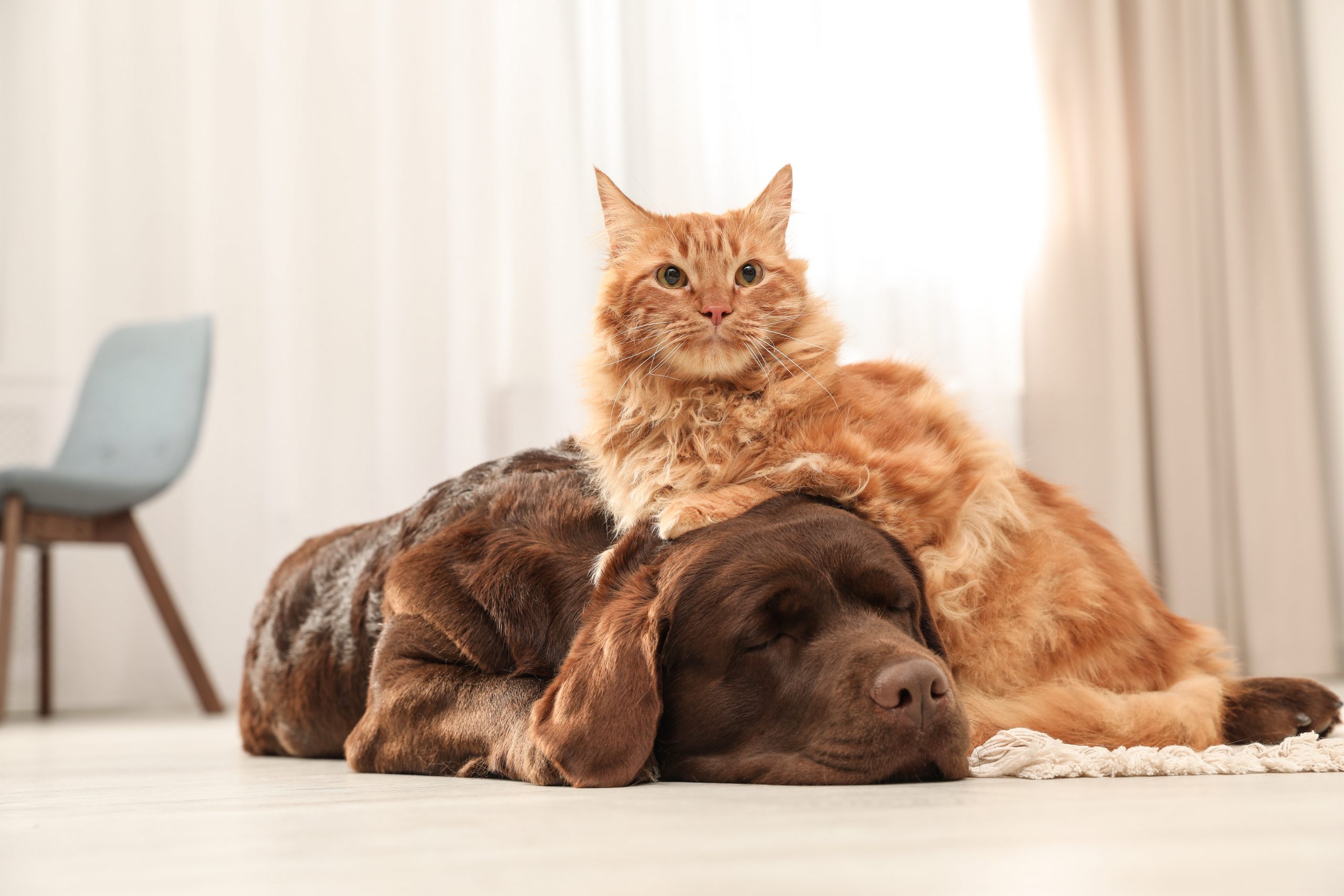 How to Make Your Pets Comfortable in a New Home